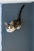 CAT 03 KH0171 01
Tabby And White Greek Island Kitten Sitting On Gray Stairs Looking Up