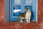 CAT 03 KH0174 01
Tabby And White Greek Island Kitten Standing By Blue Window