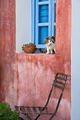 CAT 03 KH0175 01
Tabby And White Greek Island Kitten Crouching By Blue Window