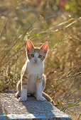 CAT 03 KH0177 01
Orange Tabby And White Greek Island Kitten Sitting On Cement By Grass