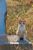 CAT 03 KH0179 01
Orange Tabby And White Greek Island Kitten Sitting On Cement By Grass