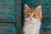 CAT 03 KH0180 01
Head Shot Of Orange Tabby And White Greek Island Kitten Sitting By Green Wooden Shutter