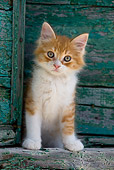 CAT 03 KH0181 01
Orange Tabby And White Greek Island Kitten Sitting By Green Wooden Shutter