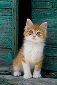 CAT 03 KH0182 01
Orange Tabby And White Greek Island Kitten Sitting By Green Wooden Shutter