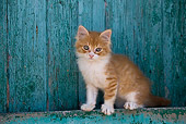 CAT 03 KH0183 01
Orange Tabby And White Greek Island Kitten Sitting By Green Wooden Shutter