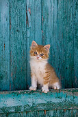 CAT 03 KH0184 01
Orange Tabby And White Greek Island Kitten Sitting By Green Wooden Shutter