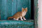 CAT 03 KH0185 01
Orange Tabby And White Greek Island Kitten Sitting By Green Wooden Shutter