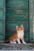 CAT 03 KH0186 01
Orange Tabby And White Greek Island Kitten Sitting By Green Wooden Shutter