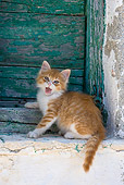 CAT 03 KH0187 01
Orange Tabby And White Greek Island Kitten Sitting By Green Wooden Shutter Yawning