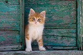 CAT 03 KH0188 01
Orange Tabby And White Greek Island Kitten Standing By Green Wooden Shutter