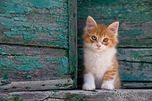 CAT 03 KH0189 01
Orange Tabby And White Greek Island Kitten Standing By Green Wooden Shutter