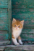 CAT 03 KH0190 01
Orange Tabby And White Greek Island Kitten Standing By Green Wooden Shutter