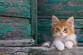 CAT 03 KH0191 01
Orange Tabby And White Greek Island Kitten Laying By Green Wooden Shutter