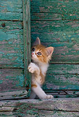 CAT 03 KH0192 01
Orange Tabby And White Greek Island Kitten Standing By Green Wooden Shutter