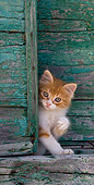 CAT 03 KH0193 01
Orange Tabby And White Greek Island Kitten Standing By Green Wooden Shutter
