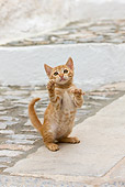 CAT 03 KH0194 01
Orange Tabby Greek Island Kitten Sitting On Hind Legs Reaching Up