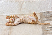 CAT 03 KH0196 01
Orange Tabby Greek Island Kitten Laying On Back