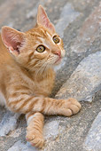 CAT 03 KH0198 01
Close-Up Of Orange Tabby Greek Island Kitten Laying On Stone Pavement