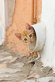 CAT 03 KH0199 01
Orange Tabby Greek Island Kitten Peeking Out Of Pipe In Wall