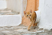 CAT 03 KH0200 01
Orange Tabby Greek Island Kitten Walking Out Of Pipe In Wall