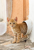 CAT 03 KH0201 01
Orange Tabby Greek Island Kitten Walking Out Of Pipe In Wall