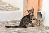 CAT 03 KH0202 01
Gray Tabby Greek Island Kitten Sitting By Pipe In Wall