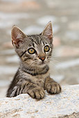 CAT 03 KH0203 01
Gray Tabby Greek Island Kitten Sitting By Stone Step