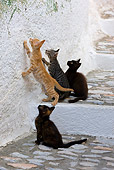 CAT 03 KH0207 01
Four Greek Island Kittens On Stairs Looking Up At Insect On Wall