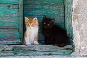 CAT 03 KH0208 01
Two Greek Island Kittens Sitting By Green Wooden Shutter