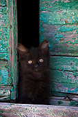 CAT 03 KH0209 01
Black Greek Island Kitten Sitting By Green Wooden Shutter