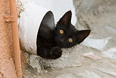 CAT 03 KH0212 01
Black Greek Island Kitten Peeking Out Of Pipe In Wall