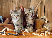 CAT 03 KH0214 01
Two Brown Tabby Kittens Standing By Carpentry Tools