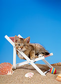 CAT 03 KH0215 01
Brown Tabby Kitten Sitting In Beach Chair