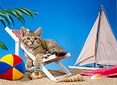CAT 03 KH0216 01
Brown Tabby Kitten Sitting In Beach Chair