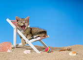 CAT 03 KH0217 01
Brown Tabby Kitten Sitting In Beach Chair Yawning