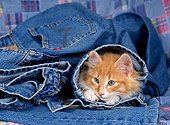 CAT 03 KH0219 01
Norwegian Forest Cat Kitten Peeking Out Of Jeans Leg