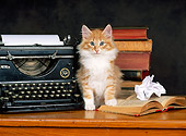 CAT 03 KH0220 01
Norwegian Forest Cat Kitten Sitting On Desk With Typewriter And Books
