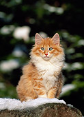 CAT 03 KH0221 01
Norwegian Forest Cat Kitten Sitting On Snow Covered Log