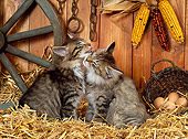 CAT 03 KH0223 01
Norwegian Forest Cat Kittens Sitting On Straw Grooming