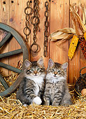 CAT 03 KH0224 01
Norwegian Forest Cat Kittens Sitting On Straw In Barn