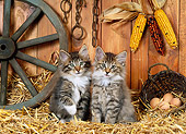 CAT 03 KH0225 01
Norwegian Forest Cat Kittens Sitting On Straw In Barn