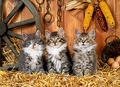 CAT 03 KH0226 01
Norwegian Forest Cat Kittens Sitting On Straw In Barn