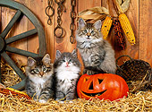 CAT 03 KH0227 01
Norwegian Forest Cat Kittens Sitting On Straw With Jack O' Lantern