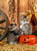 CAT 03 KH0228 01
Norwegian Forest Cat Kittens Sitting On Straw With Jack O' Lantern