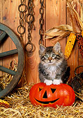 CAT 03 KH0229 01
Norwegian Forest Cat Kitten Sitting On Jack O' Lantern On Straw