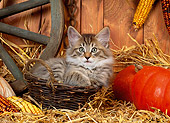 CAT 03 KH0230 01
Norwegian Forest Cat Kitten Sitting In Basket On Straw