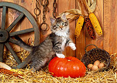 CAT 03 KH0231 01
Norwegian Forest Cat Kitten Standing By Pumpkin On Straw