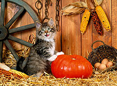 CAT 03 KH0232 01
Norwegian Forest Cat Kitten Standing By Pumpkin On Straw