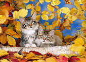 CAT 03 KH0234 01
Norwegian Forest Cat Kittens By Log And Autumn Leaves