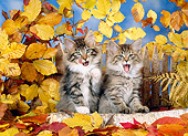 CAT 03 KH0235 01
Norwegian Forest Cat Kittens Yawning By Log And Autumn Leaves